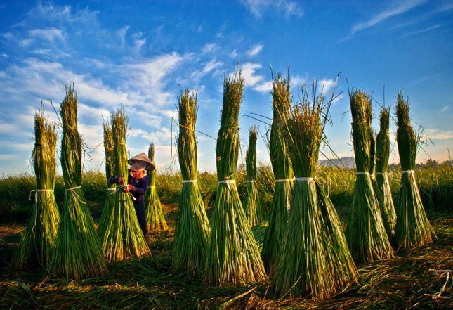 Thân thương nét đẹp đồng cói Tam Quan